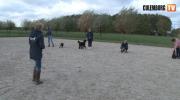 Embedded thumbnail for Hondengedragscentrum Lupo: samenwerken met je hond